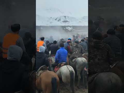 Видео: 24 февраля 2024 г.Сары Камыш аламан улак Жандар палбан.