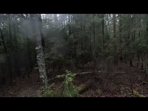 Видео: 7.11.2025.Еще один выход за зайцем с русской гончей