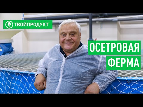Видео: Как устроена осетровая ферма