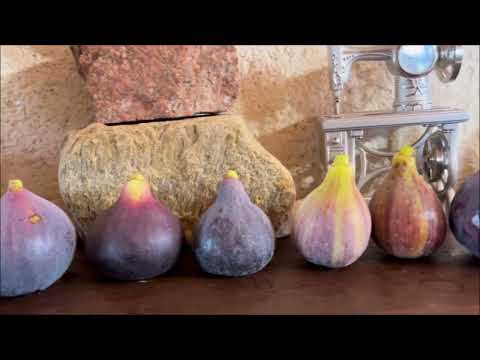 Видео: Ficus Carica. Figs. Инжир. Cбор и дегустация в середине октября VdS, NdA, CdDM, СС, Zaffiro( F.L.)