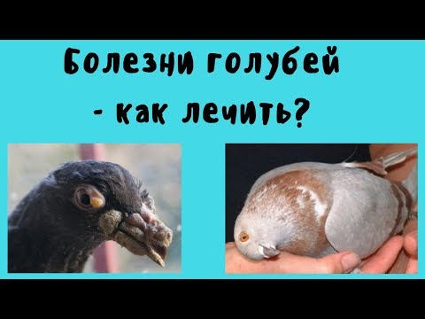 Видео: Болезни голубей как лечить часть.1.