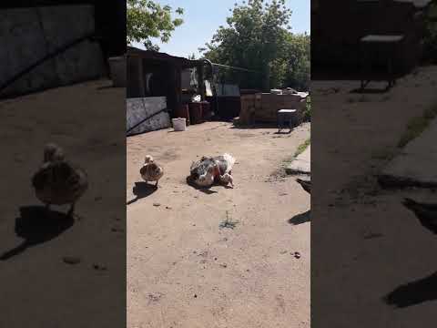 Видео: Индоутка асырау 27.05.2022 ж. Ұрғашылар Қара еркекпен 2 бөлім..За активность селезёнь оценка 5