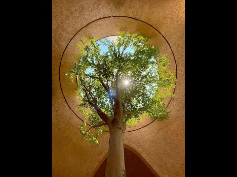 Видео: Вера Жучкова - финансовое НейроДрево 03.11.25