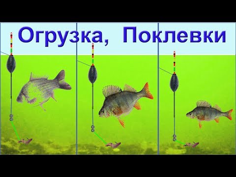 Видео: ПОКЛЕВКИ на поплавок. Ловля в проводку, огрузка снасти, подпасок, выставление глубины. рыбалка fish