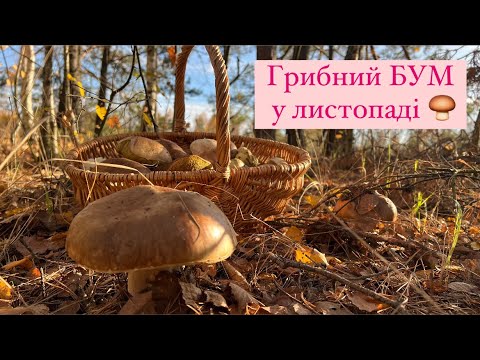 Видео: Гриби у листопаді 🍄‍🟫🇺🇦❤️ Київська область. Щось нереальне. Грибний бум продовжується. Полісся.