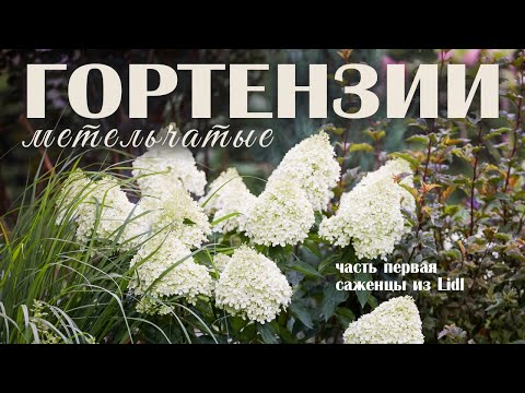 Видео: МОЙ САД: метельчатые гортензии, часть первая - саженцы из Lidl