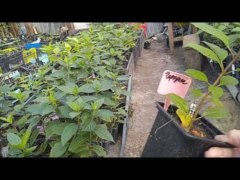 Видео: 12 сентября 2025 г.