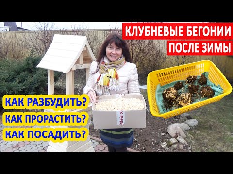 Видео: Клубневые бегонии ПОСЛЕ ЗИМЫ. Как РАЗБУДИТЬ, ПРОРАСТИТЬ и ПОСАДИТЬ клубни? ВСЕ О ПРОБУЖДЕНИИ БЕГОНИЙ