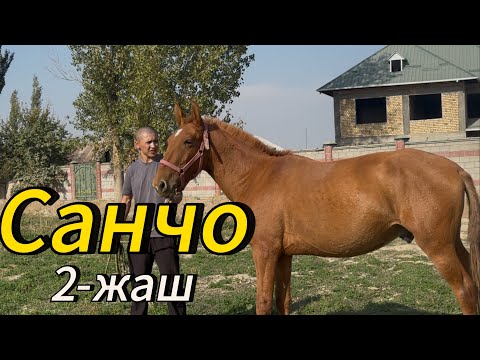 Видео: Санчо 2-жаш сатылат.      8 октября 2025 г.