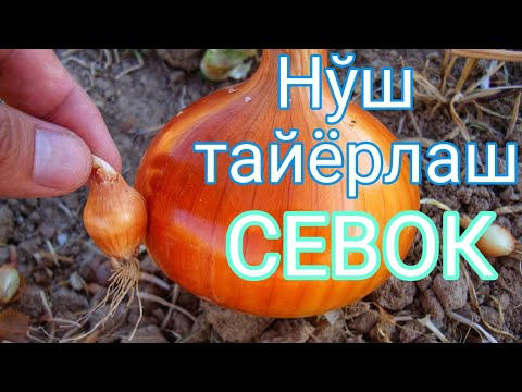 Видео: СЕВОК - Нўш Пиёз хақида маълумотлар
