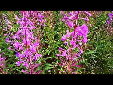 Видео: ПРАВИЛЬНАЯ ЗАГОТОВКА ИВАН ЧАЯ - СБОР И ПЕРЕРАБОТКА ПО ДРЕВНЕЙ РУССКОЙ МЕТОДИКЕ. Чай можно покупать.