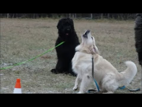 Видео: Догтренинг 461. Взрослые задачи для  взрослых собак. Голден - сбой управления