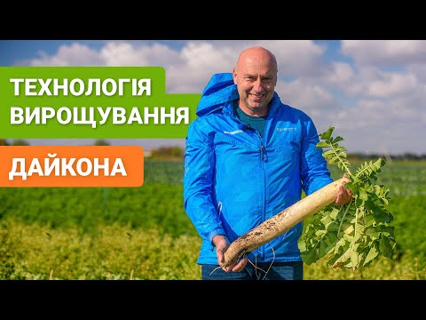 Видео: Особливості технології вирощування дайкона Міно Ерлі Лонг Вайт