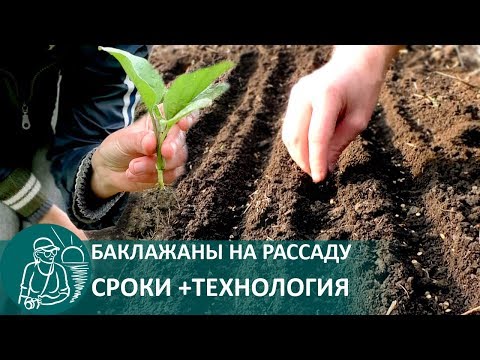 Видео: 🍅 Посадка баклажан на рассаду в простейший мини-парник