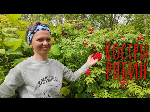 Видео: Костры рябин. На Камчатке тоже осень