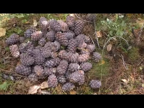 Видео: Добыча кедрового ореха - как это делали наши деды. Один из простых способов добычи ореха