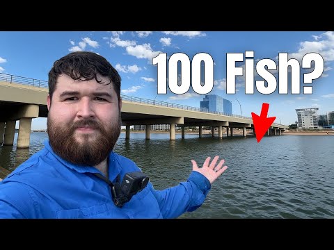 Видео: Сможем ли мы поймать 100 рыб на озере города Темпе?