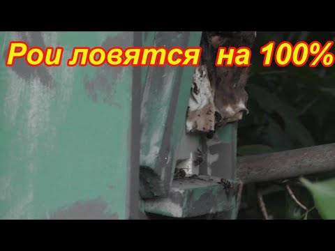 Видео: Ловля роев 2020  Пеноплексовые ловушки работают на 100%