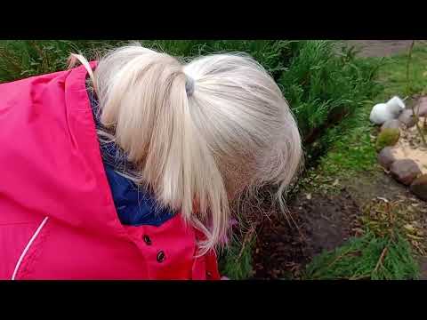 Видео: 3.11.2025 г. Начинаю из большого можжевельника делать красивую форму. Сложно, но обязательно сделаю