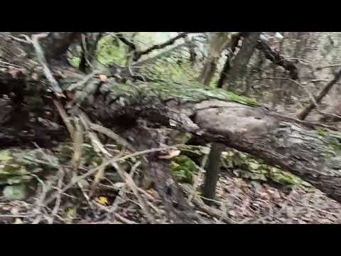 Видео: 8,9 ноября 2023г.Мой дом.Расчистила почти все завалы на участке)