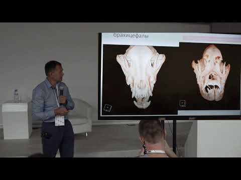 Видео: Собаки брахицефальных пород .Почему у них проблемы? Как им помочь?