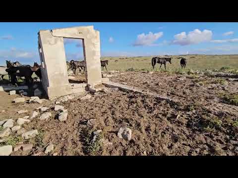 Видео: Өрістегі қойлар  |  Жылқылар
