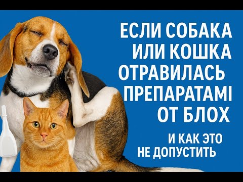 Видео: Что делать если собака или кошка отравилась препаратами от блохи и как этого не допускать