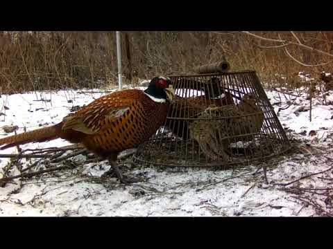 Видео: КАК ПОЙМАТЬ ФАЗАНА(HOW TO CATCH A PAIR OF PHEASANTS)???