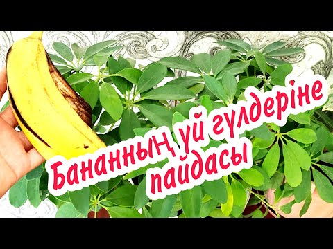 Видео: Үй гүлдері. Бананның үй гүлдеріне пайдасы. Үй гүлдеріне бананның пайдасы.Уи гулдерини.