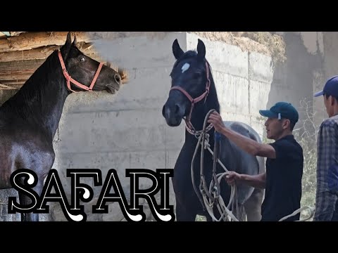 Видео: Нурбектин аттары  SAFARI мыкты тайлар