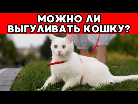 Видео: Кошка на ПОВОДКЕ? Вот что тебе НИКТО не расскажет о прогулках с котами!