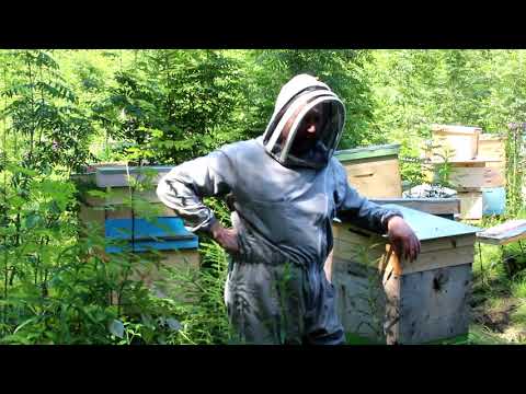 Видео: Пчеловодство : что это такое и с чего начинать?
