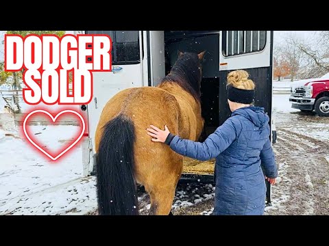 Видео: На ферме творится хаос! Травмы, новости о стаде и многое другое…