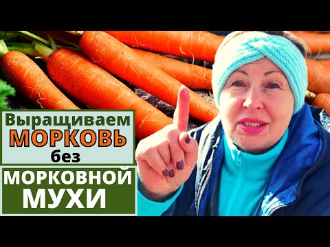 Видео: Выращиваю МОРКОВЬ крупную сладкую без морковной мухи. Пять советов для вас