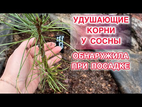 Видео: ЭТО НАДО ВИДЕТЬ! ОПОЯСЫВАЮЩИЕ КОРНИ. СОСНА СКРУЧЕННАЯ АУРЭА ПЕНДУЛА.