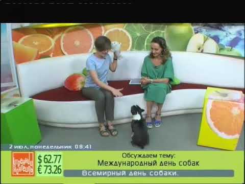 Видео: Татьяна Замарацкая и бостонский терьер Бася