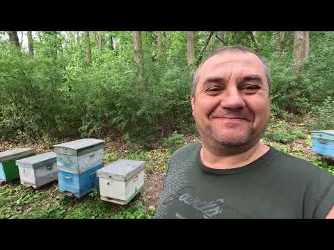 Видео: ✅ Закорм и Стимуляция Пчел в Августе! Пасека на связи! #пчеловодство1