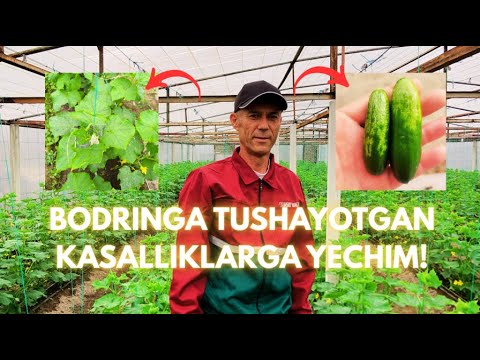 Видео: БОДРИНГЛАРГА ТУШАЁТГАН КАСАЛЛИКЛАРГА ЕЧИМ | BODRINGLARGA TUSHAYOTGAN KASALLIKLARGA YECHIM