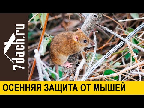 Видео: Защита сада от мышей без ядов, или Зачем в саду кошачий наполнитель и мазь Вишневского - 7 дач