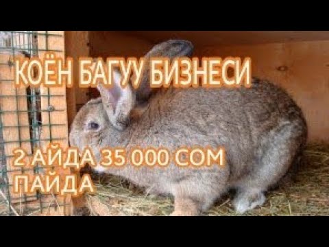 Видео: Коён багуу бизнеси / 2 Айда 35 000 сом / 0550434304