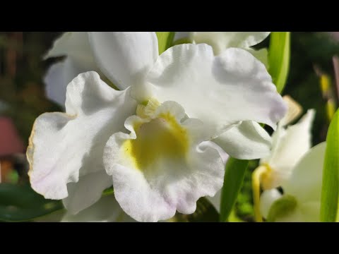 Видео: Dendrobium nobile. Третье цветение в этом году