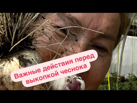 Видео: Какие манипуляции надо провести с чесноком, чтобы головки максимально выросли за последние недели