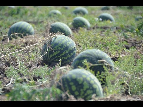 Видео: Байки и не байки в арбузном деле