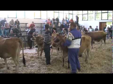 Видео: Българско родопско говедо