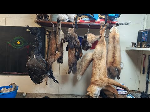 Видео: охота на соболя сезон 24/25 серия 10 ЛУЧШАЯ проверка
