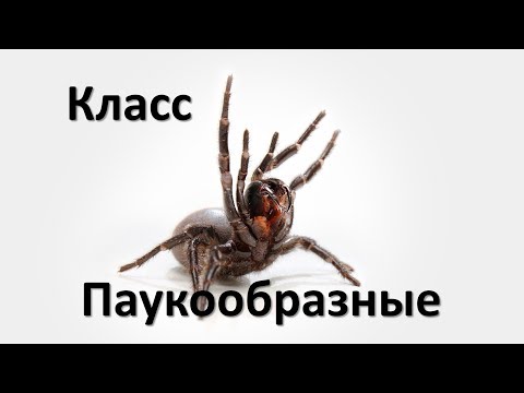 Видео: 10.3  Класс Паукообразные (7 класс) - биология, подготовка к ЕГЭ и ОГЭ 2018