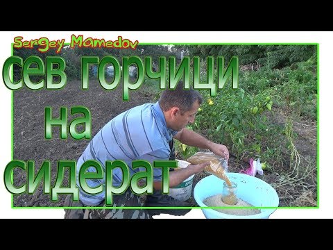 Видео: ➤СЕВ ГОРЧИЦЫ НА СИДЕРАТ.