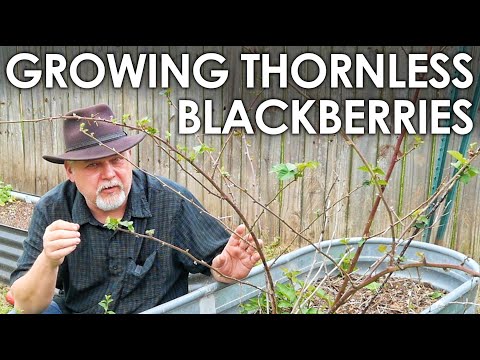 Видео: Выращивание ежевики без шипов || Black Gumbo