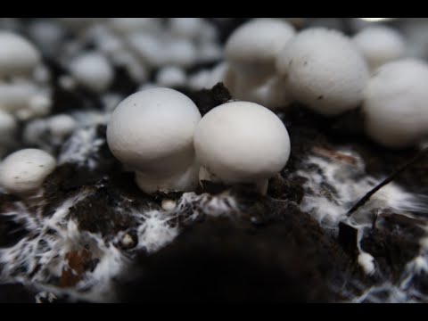 Видео: #6 ВЫРАЩИВАНИЕ ШАМПИНЬОНОВ. ЗАВЕРШАЕМ ЦИКЛ