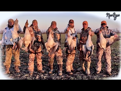 Видео: Трофейная охота / Дикий серый гусь